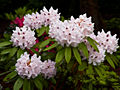 Rhododendron catawbiense Calsap IMG_6790 Różanecznik